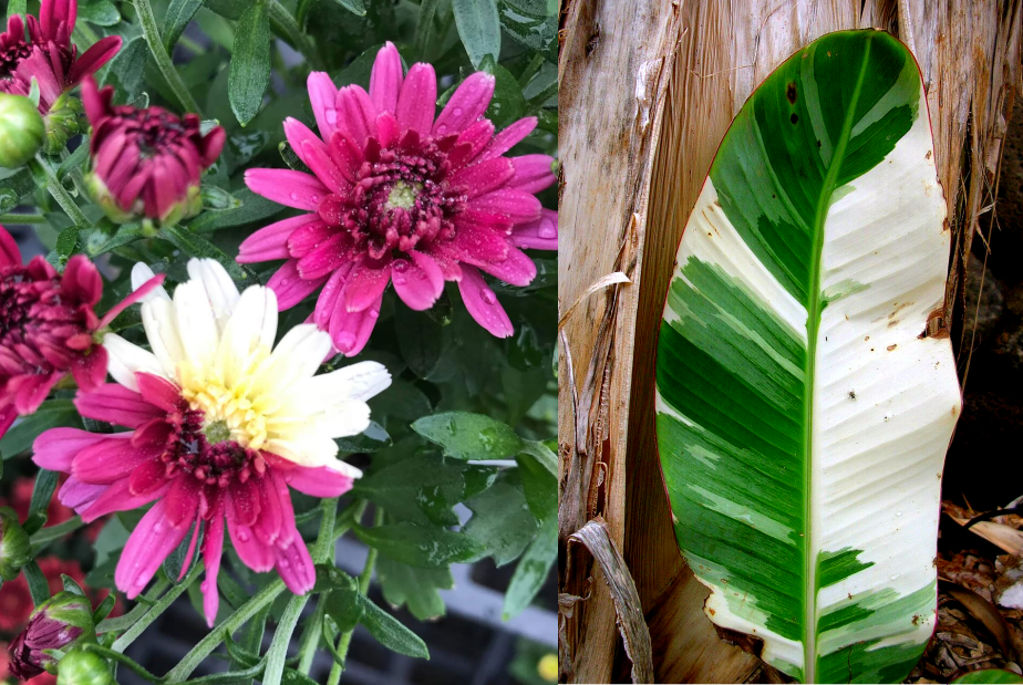 Photo credit: (left) asktheplantchick.com, (right) Forest and Kim Starr, Wikimedia Commons